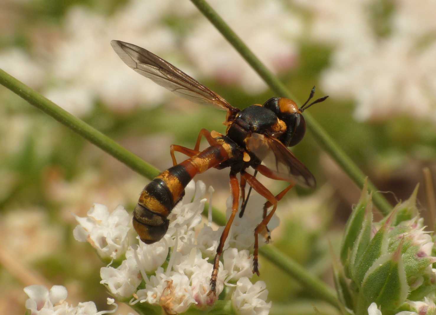 Physocephala?